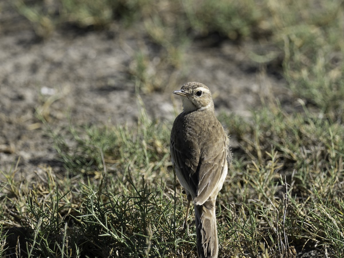 Plain-backed Pipit - ML635171525