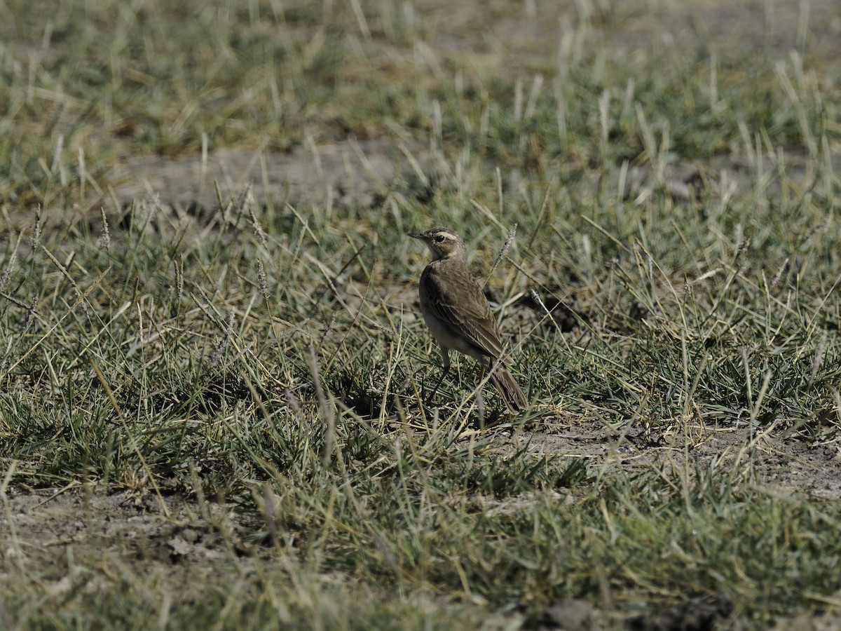 Plain-backed Pipit - ML635171527
