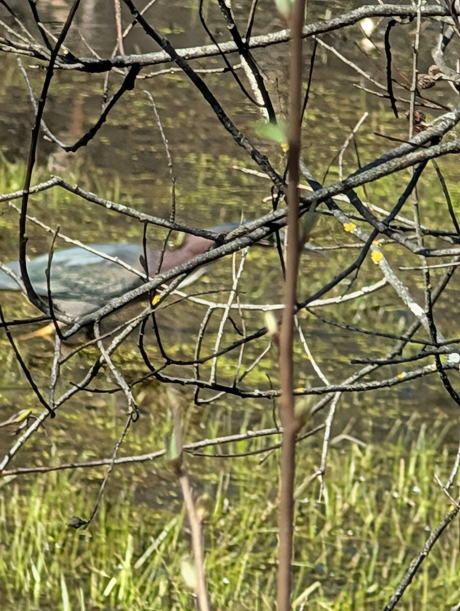 Green Heron - ML635171565