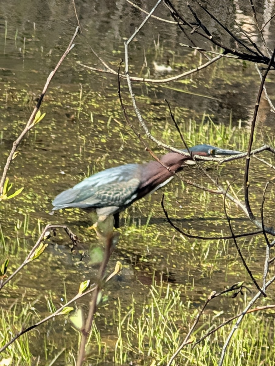 Green Heron - ML635171567