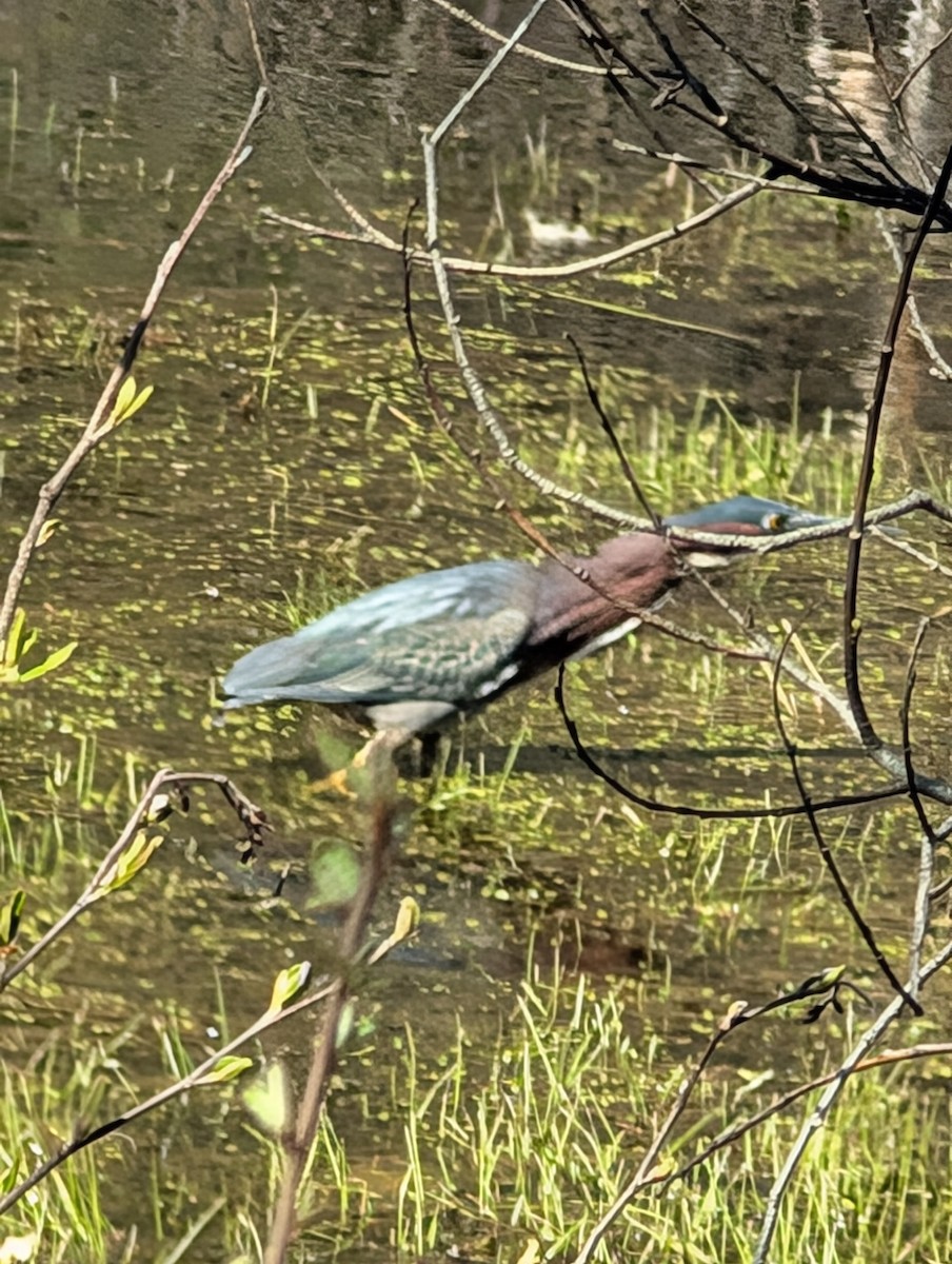 Green Heron - ML635171571
