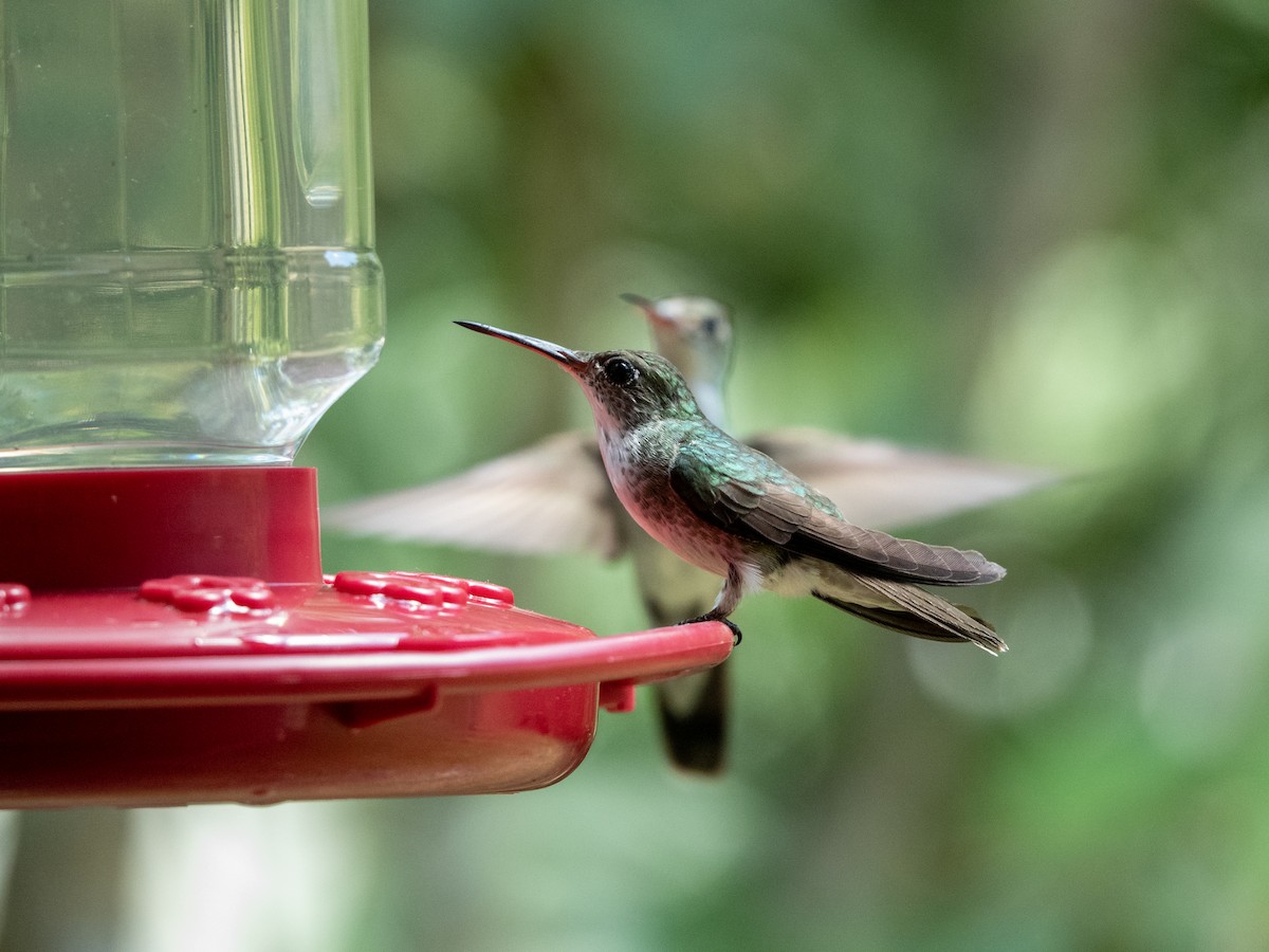White-necked Jacobin - ML635171607