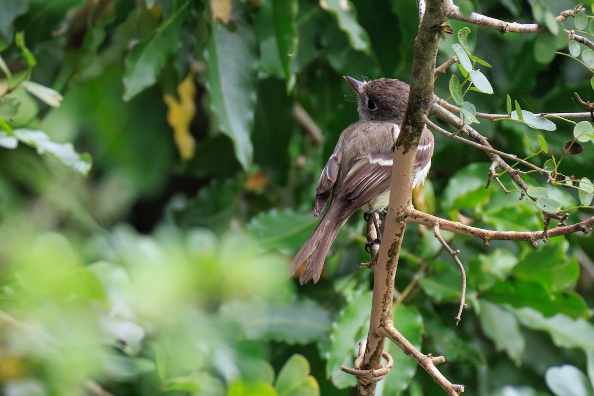 Least Flycatcher - ML635171624