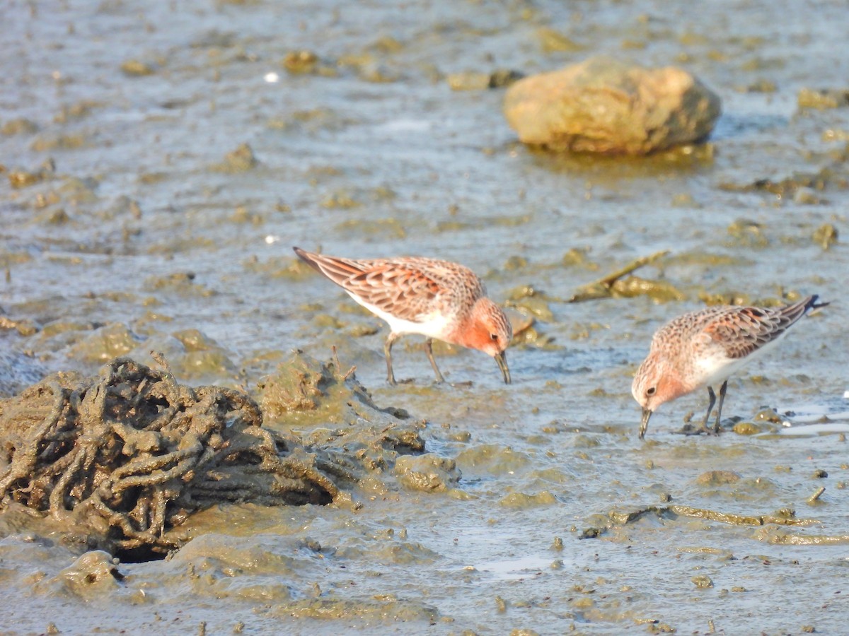 Rotkehl-Strandläufer - ML635171641