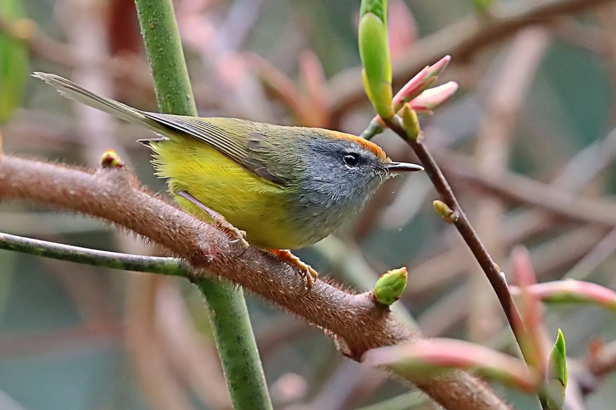 Broad-billed Warbler - ML635171643