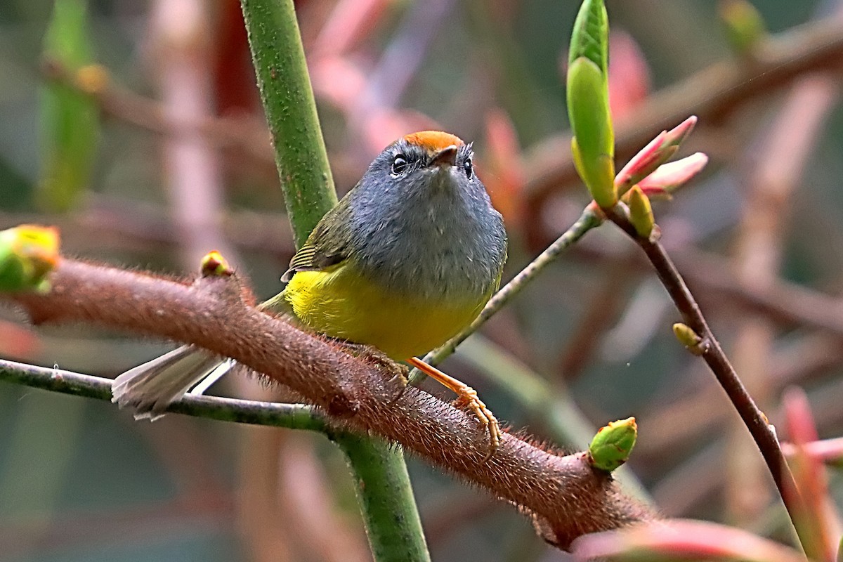 Broad-billed Warbler - ML635171644