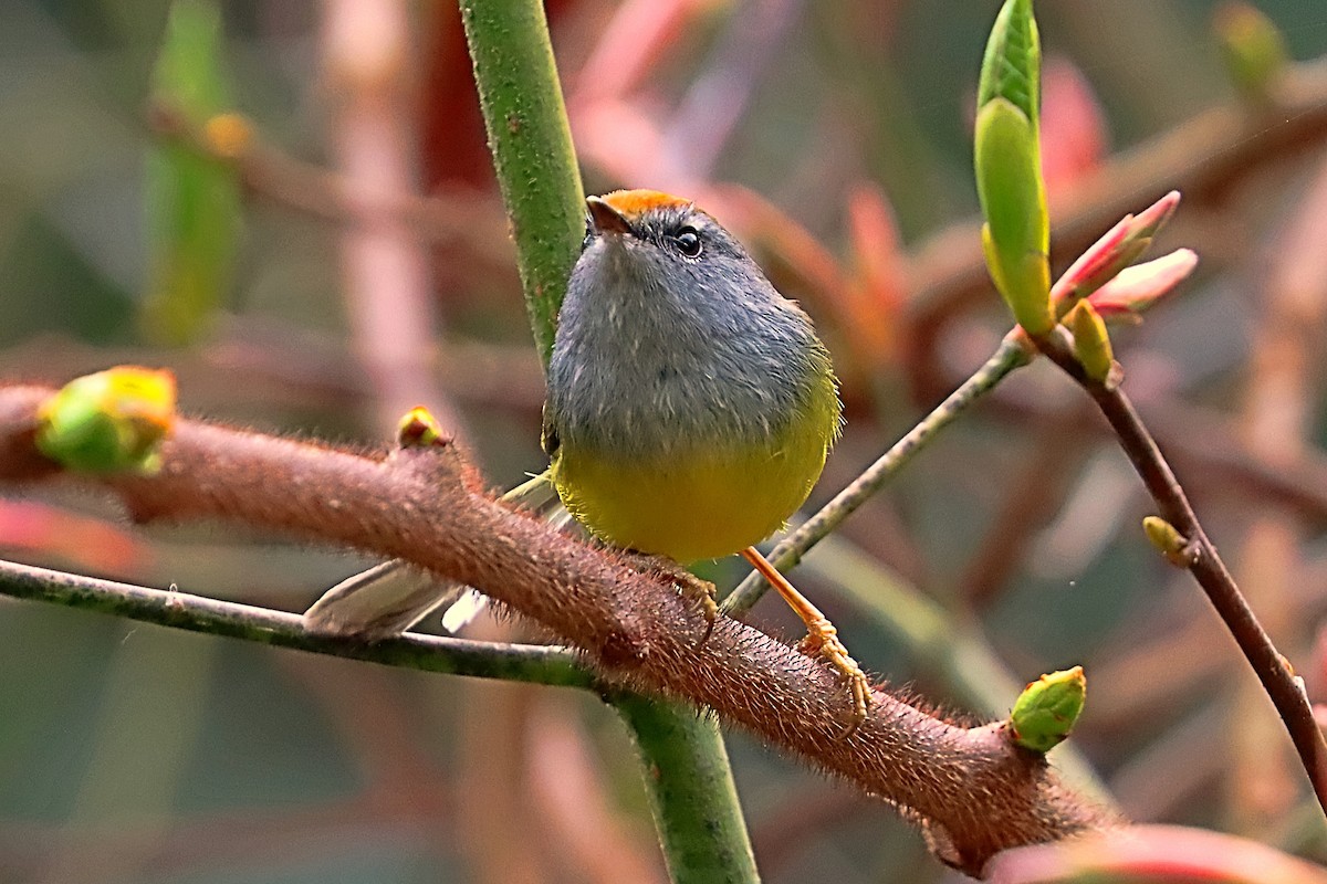 Broad-billed Warbler - ML635171645