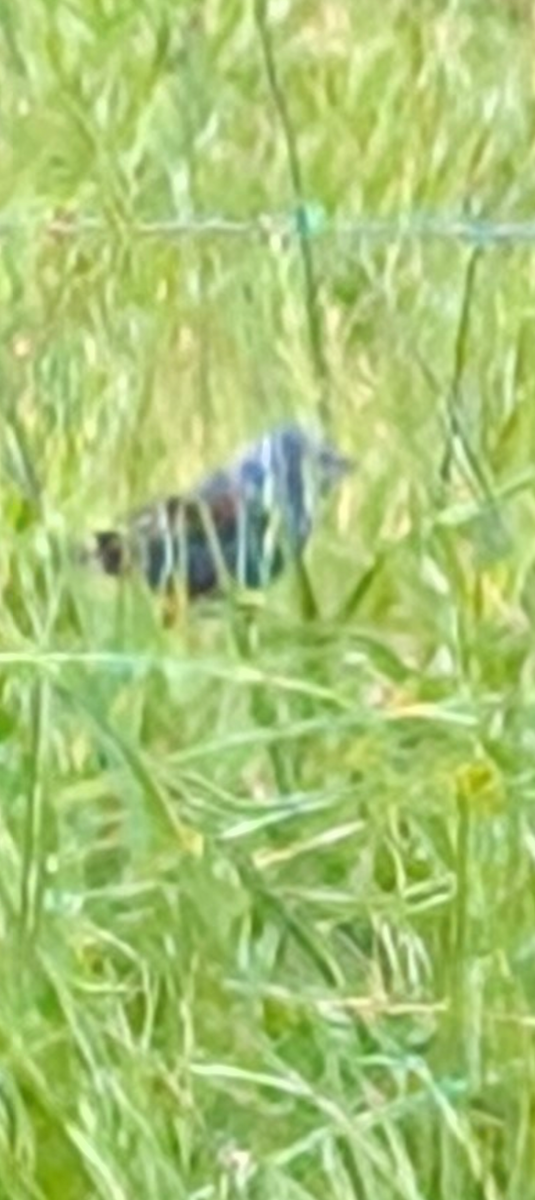 Blue Grosbeak - ML635171649