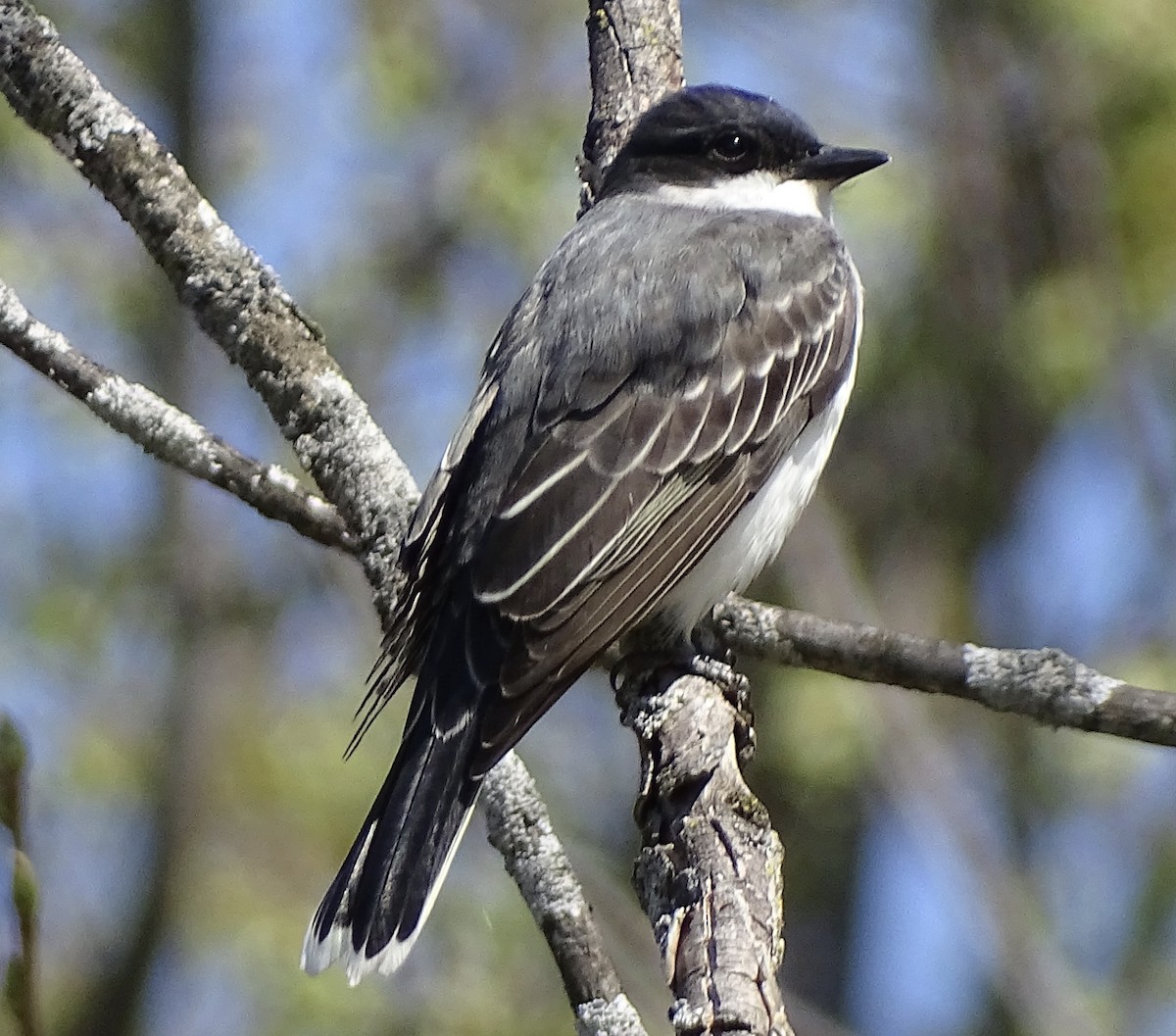 Eastern Kingbird - ML635171696