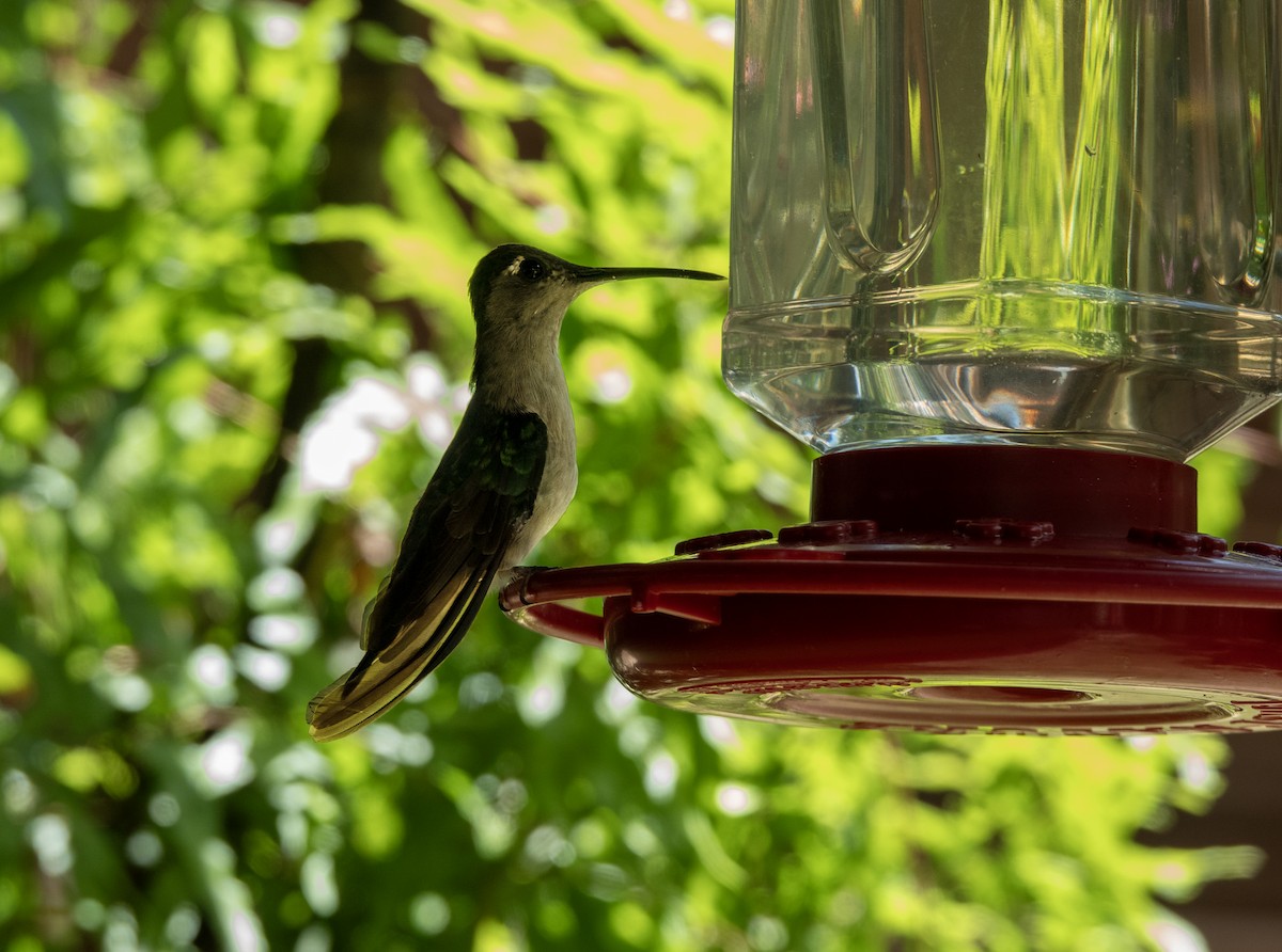 Wedge-tailed Sabrewing - ML635171732