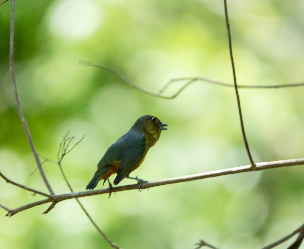 Olive-backed Euphonia - ML635171764