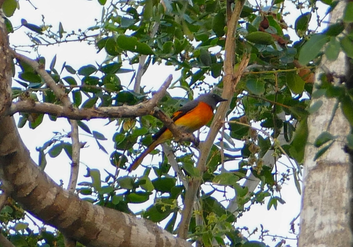 Small Minivet - ML635171768