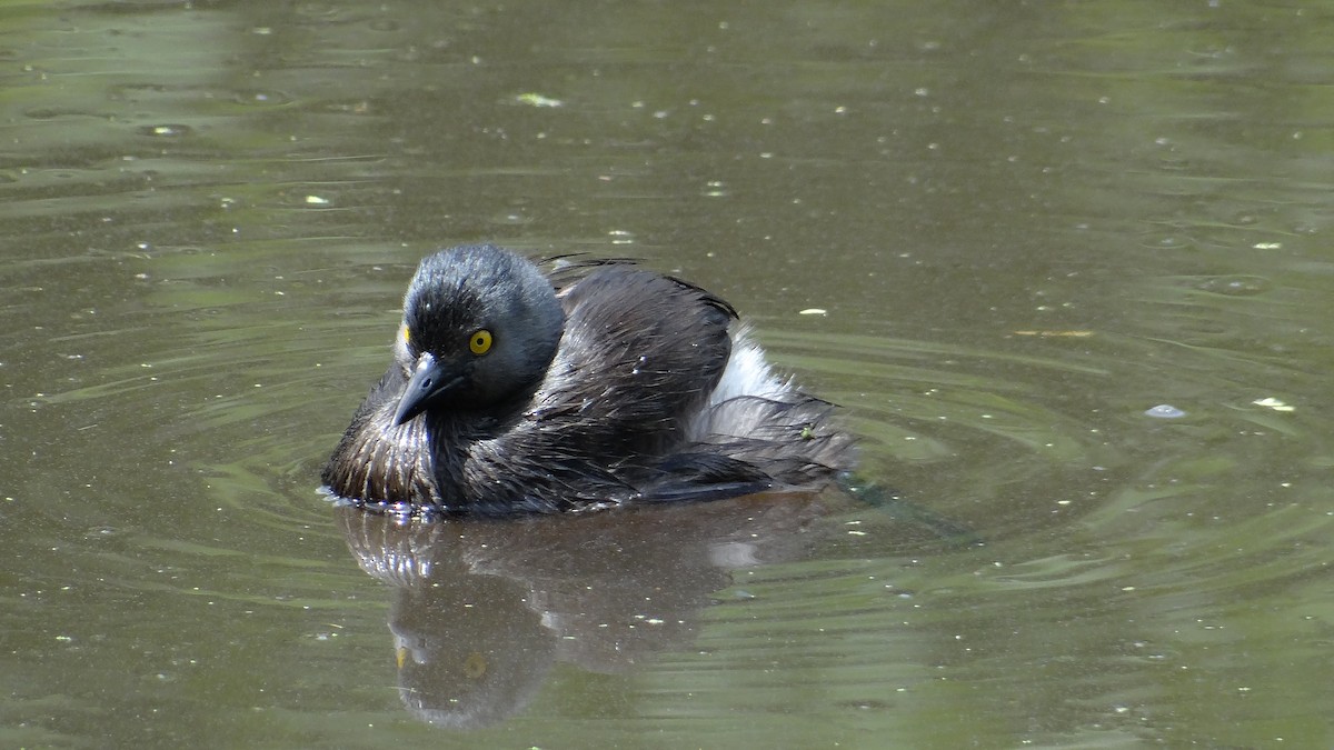 Least Grebe - Aurelio Molina Hernández