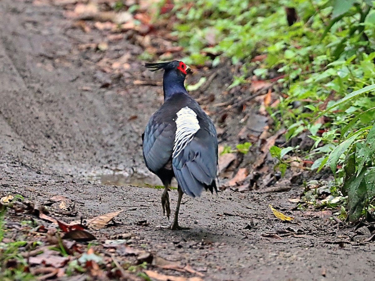 bažant tmavý - ML635171862