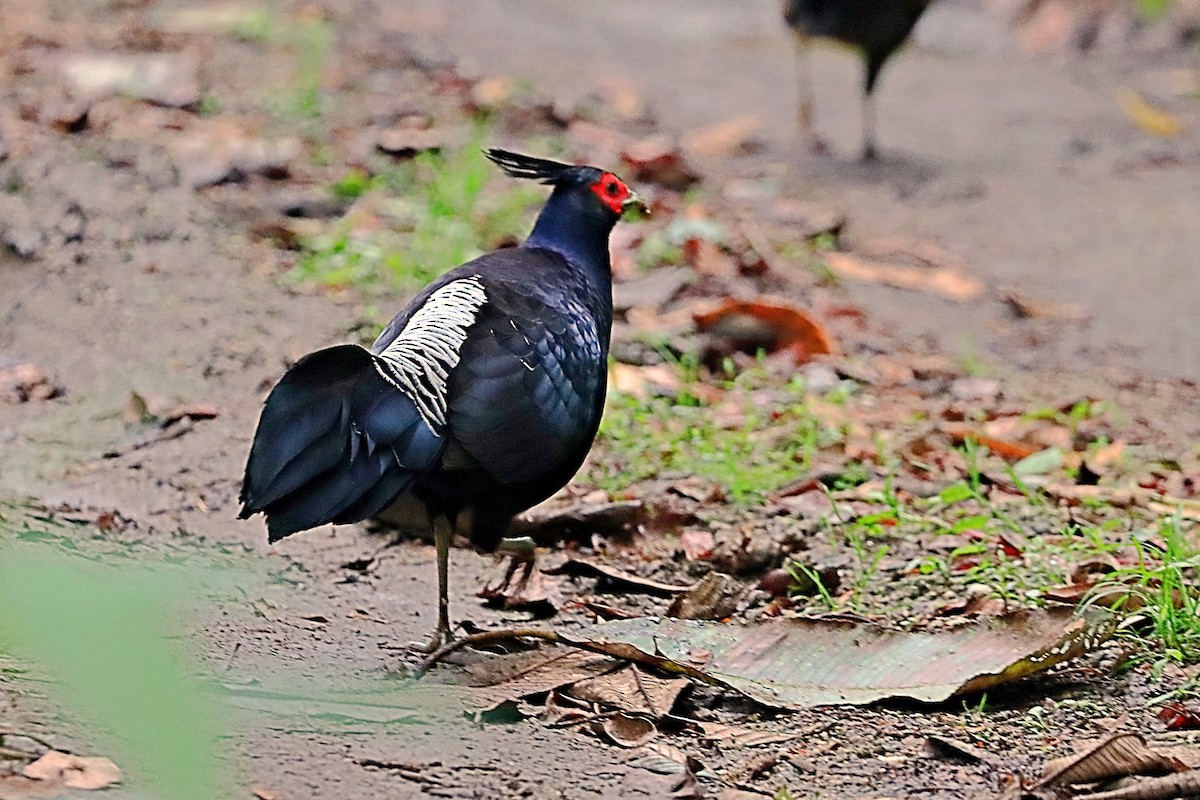 bažant tmavý - ML635171863