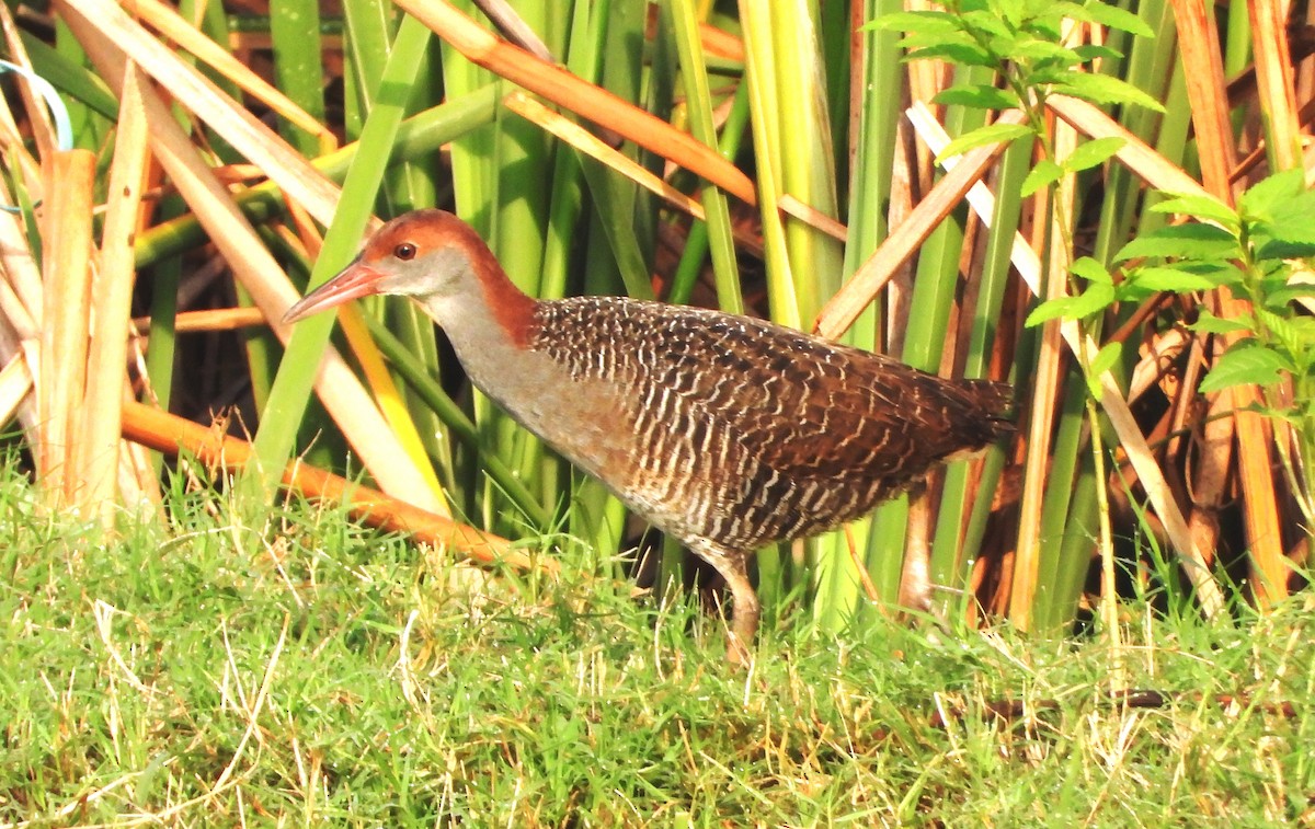 Slaty-breasted Rail - ML635171873