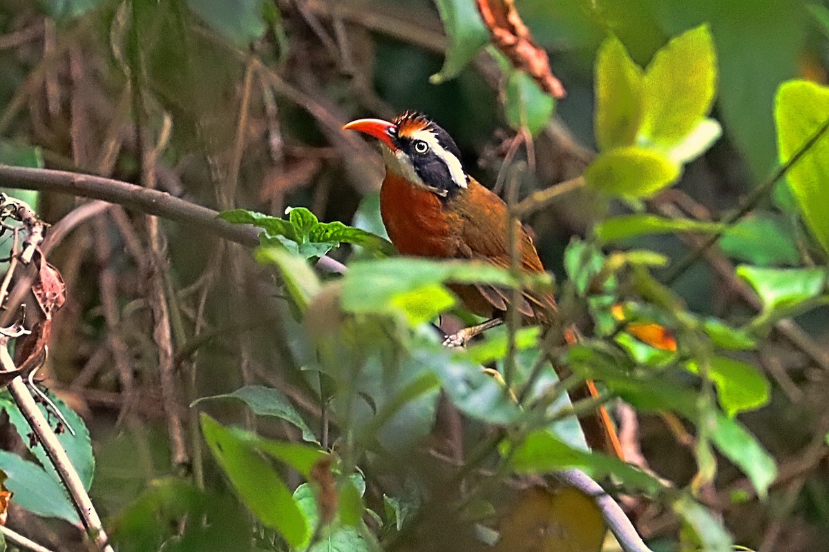 Black-crowned Scimitar-Babbler - ML635171925