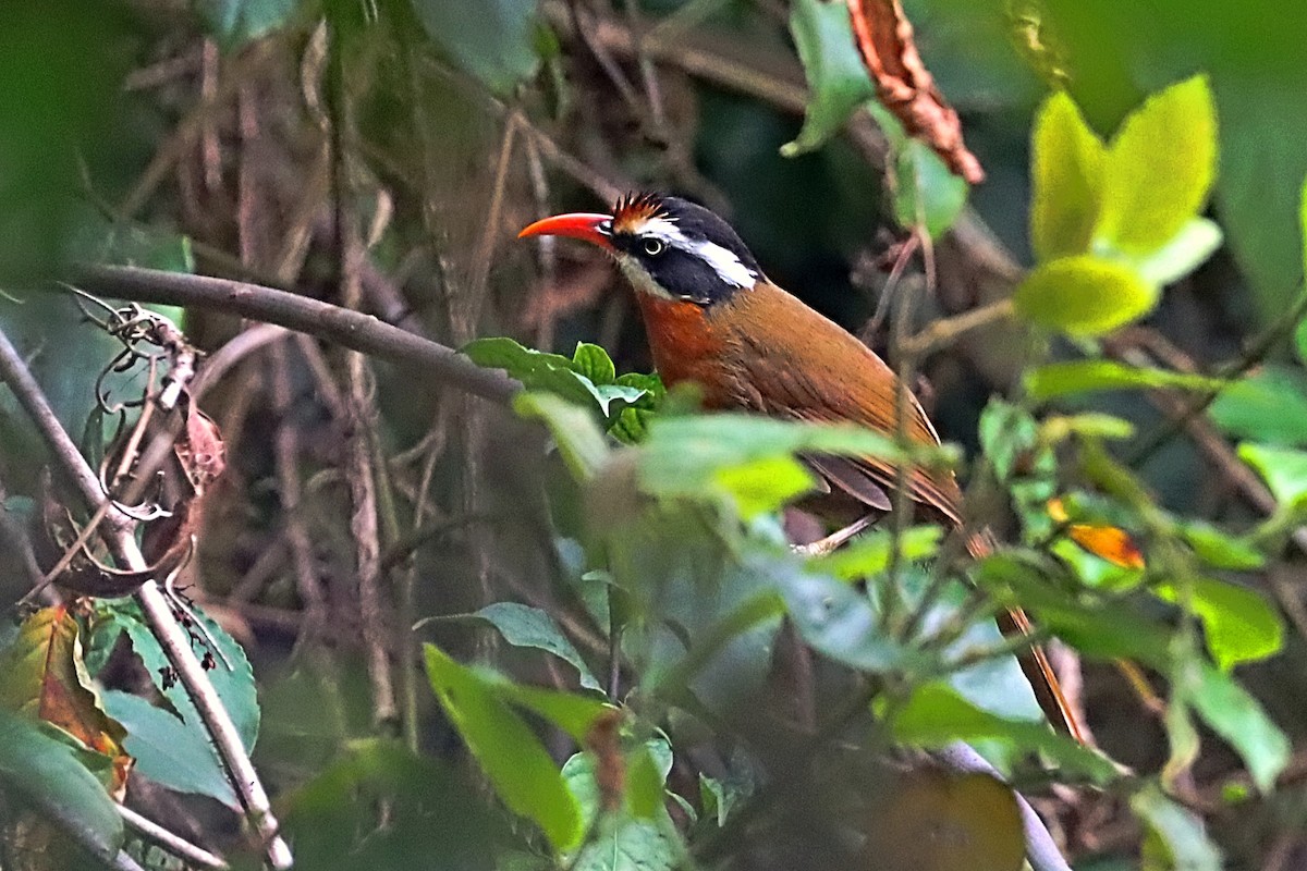 Black-crowned Scimitar-Babbler - ML635171926