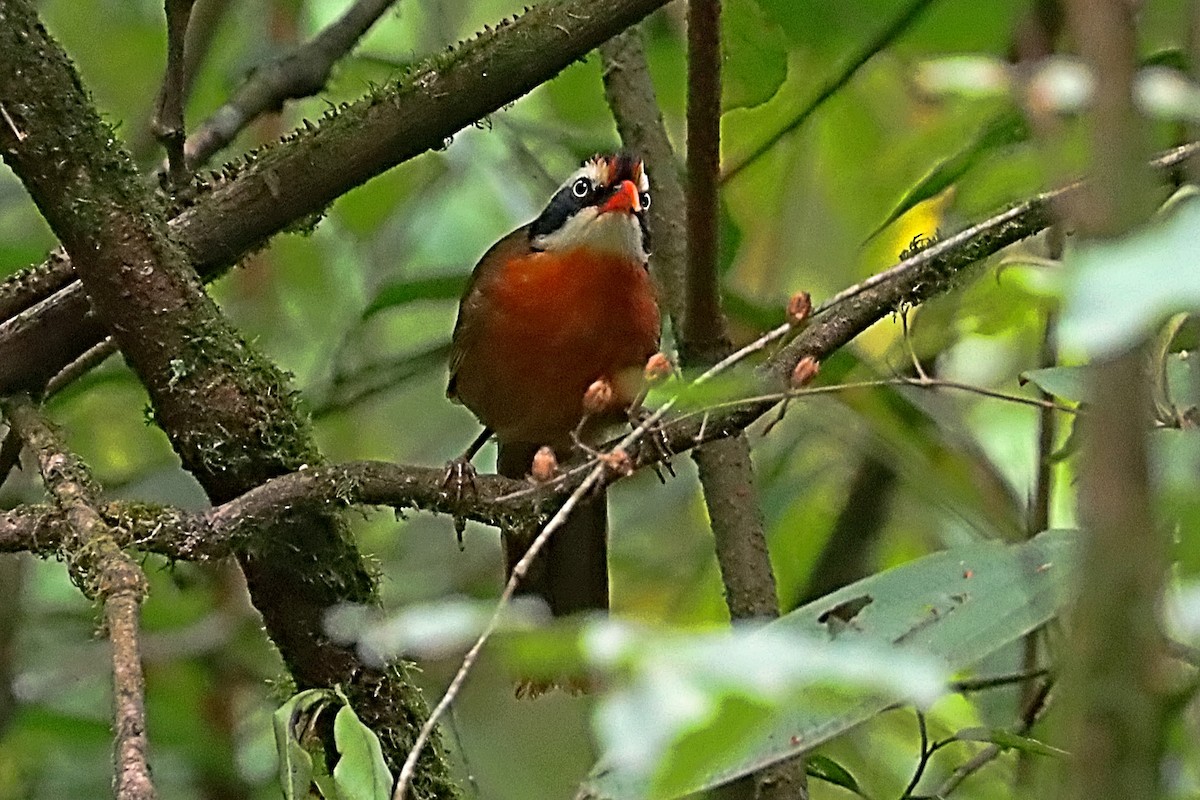 Black-crowned Scimitar-Babbler - ML635171927