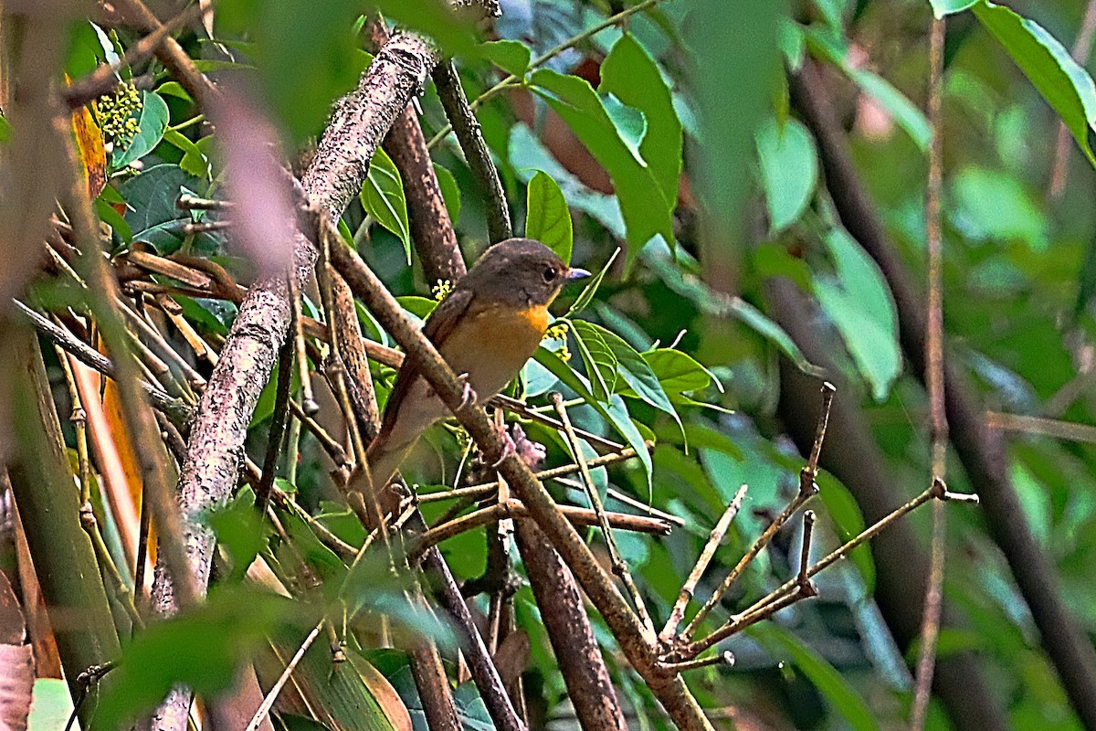 Large Blue Flycatcher - ML635171936