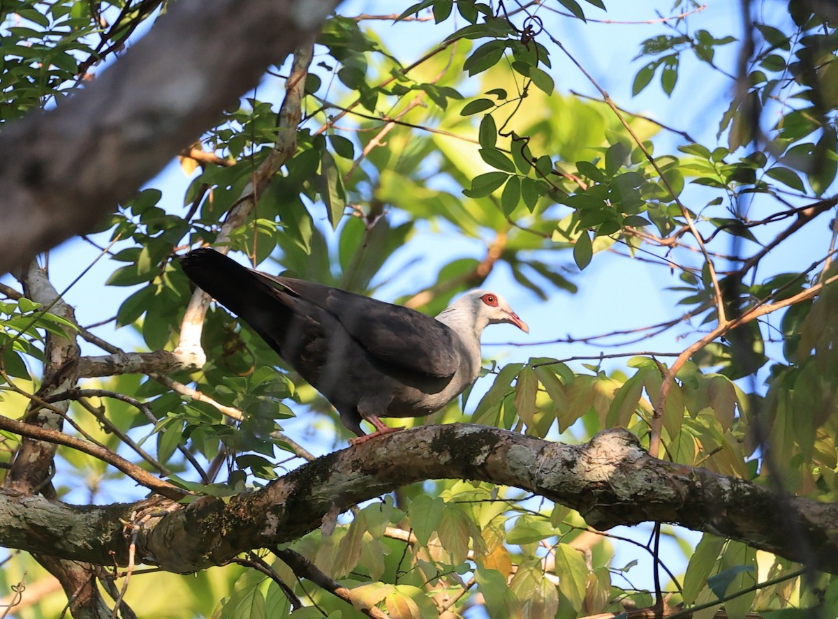 Andaman Wood-Pigeon - ML635171975