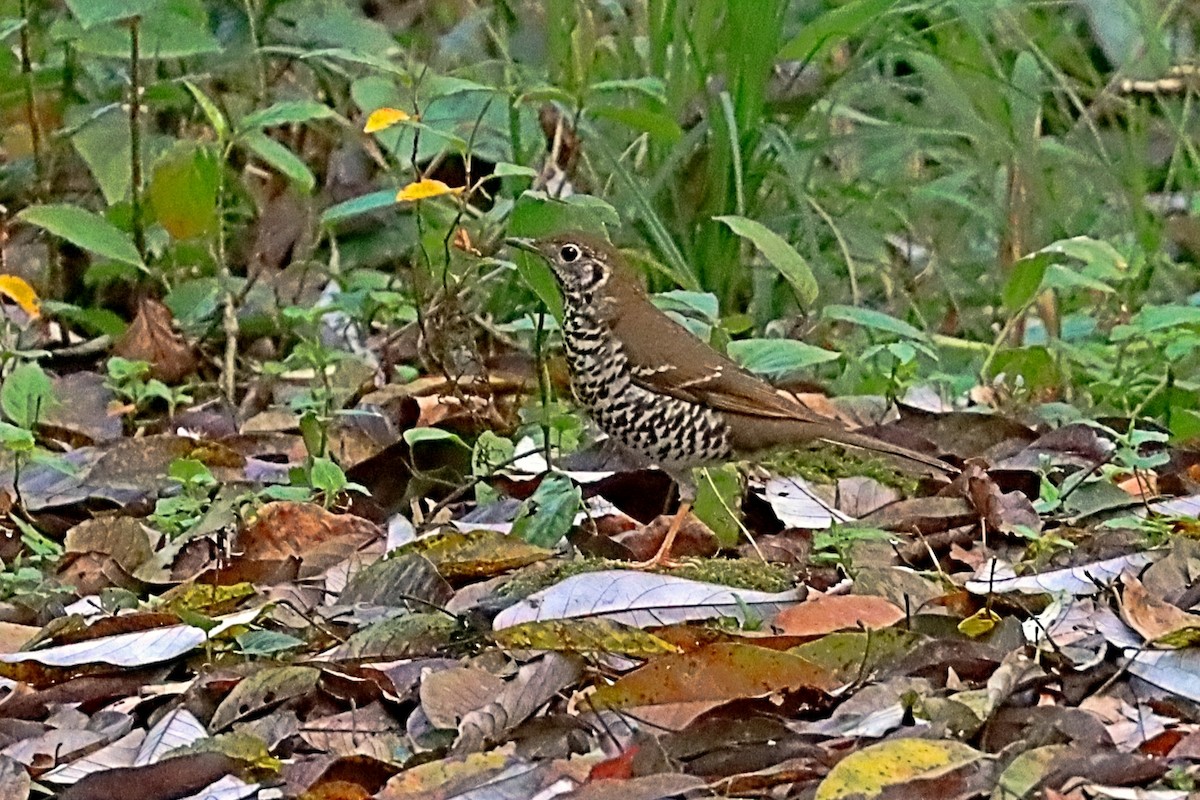Long-tailed Thrush - ML635171986