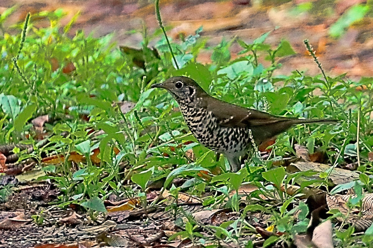 Long-tailed Thrush - ML635171988