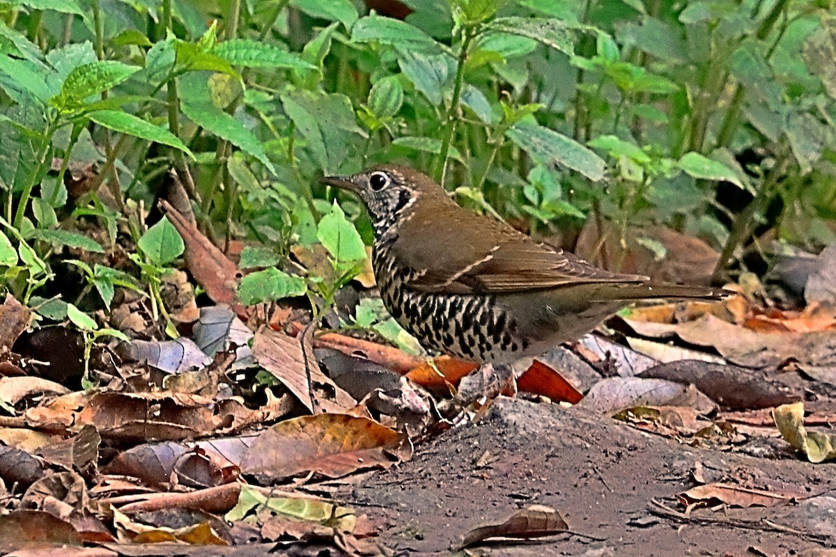 Long-tailed Thrush - ML635171989