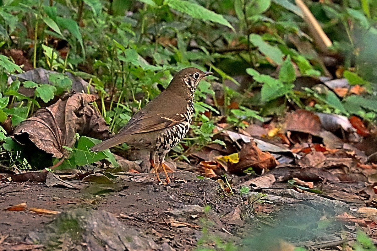 Long-tailed Thrush - ML635171990