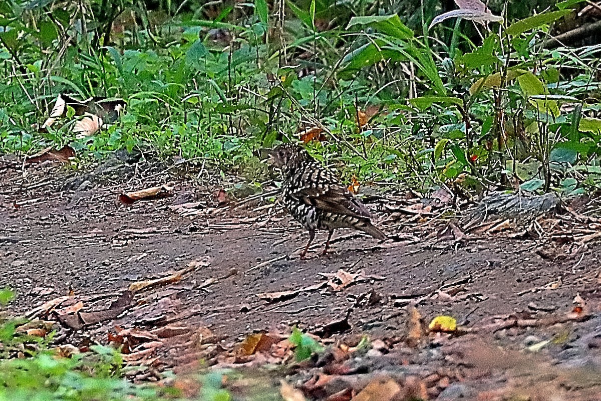 drozd šupinkatý - ML635171996