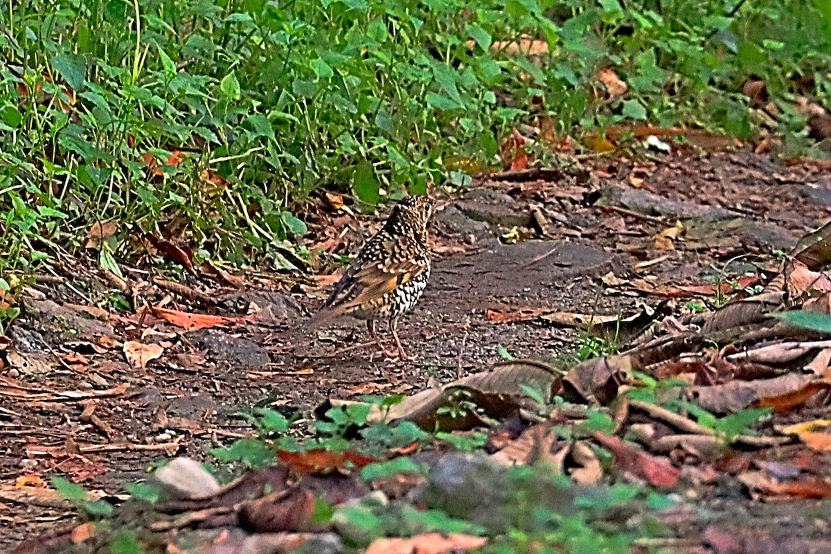 drozd šupinkatý - ML635171997