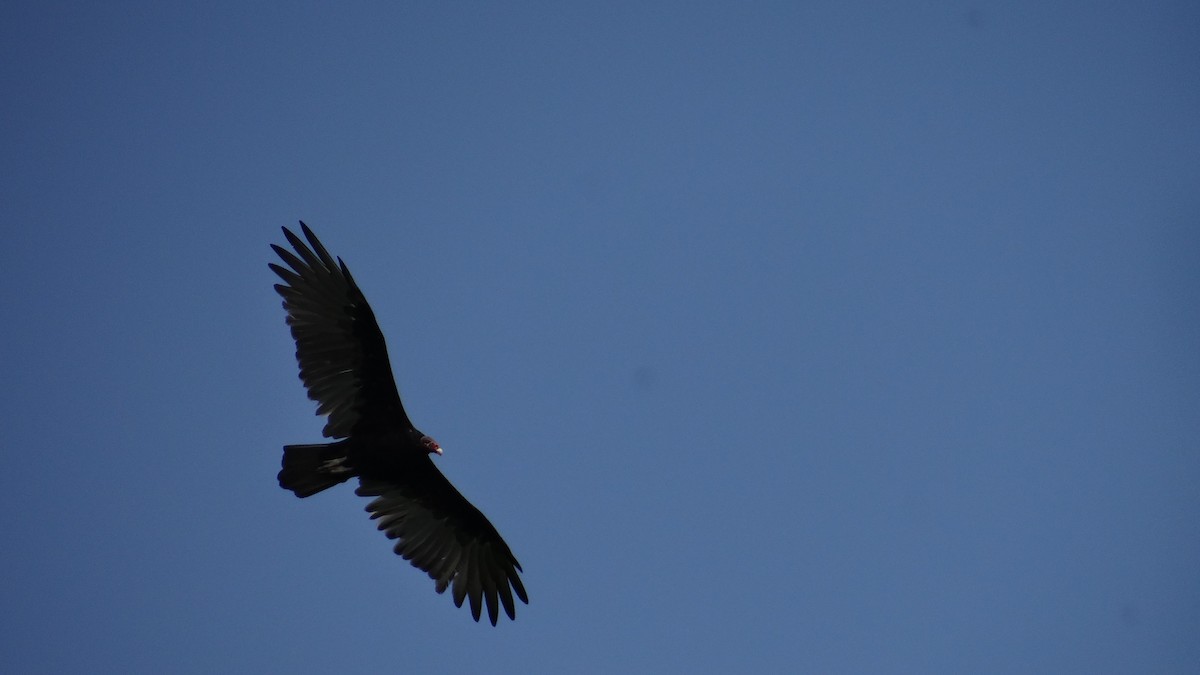 Turkey Vulture - Aurelio Molina Hernández