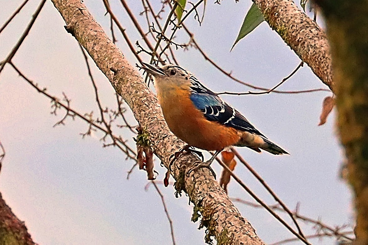 brhlík nádherný - ML635172031