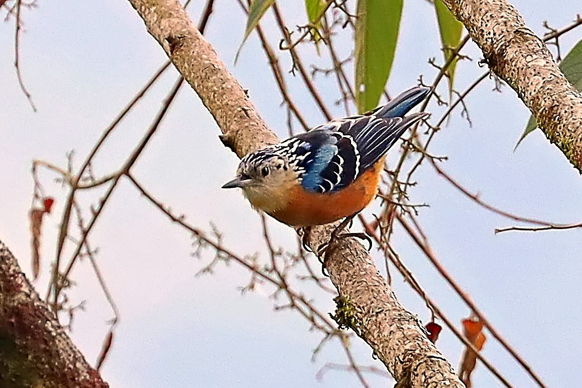 brhlík nádherný - ML635172032