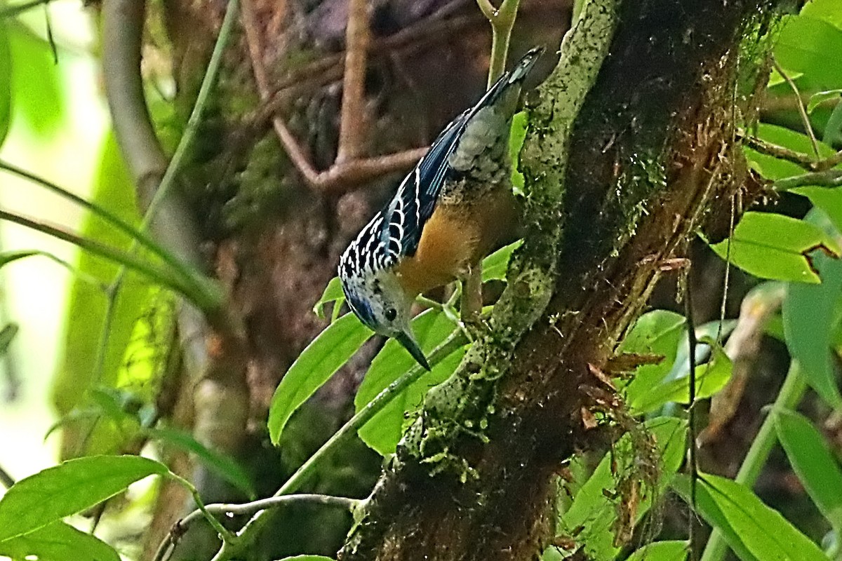 brhlík nádherný - ML635172034