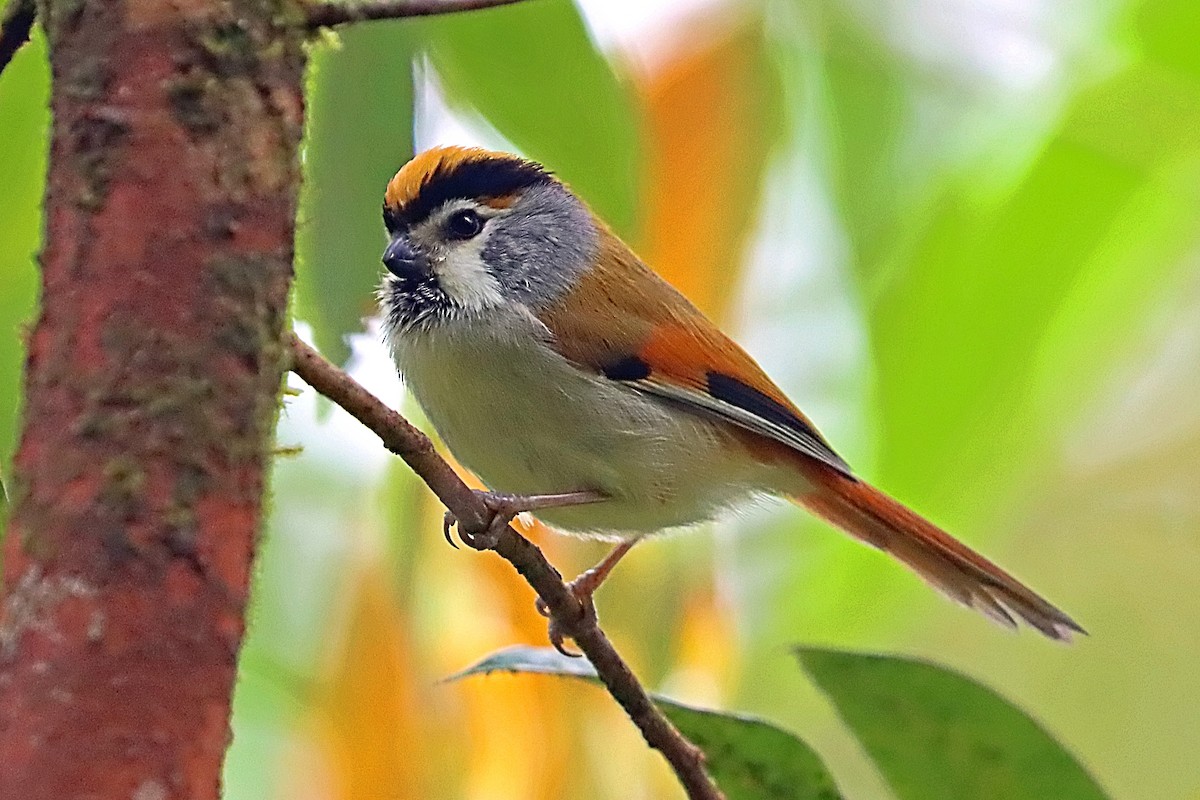 Black-throated Parrotbill - ML635172077