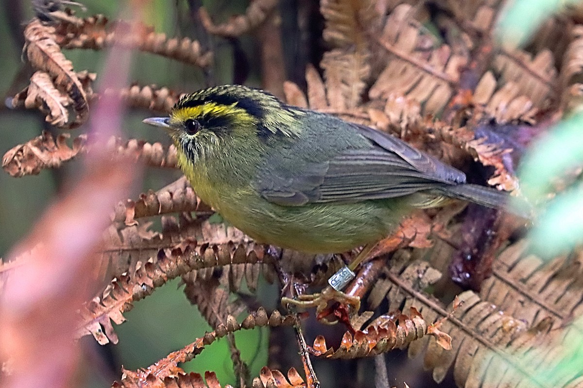 Yellow-throated Fulvetta - ML635172095