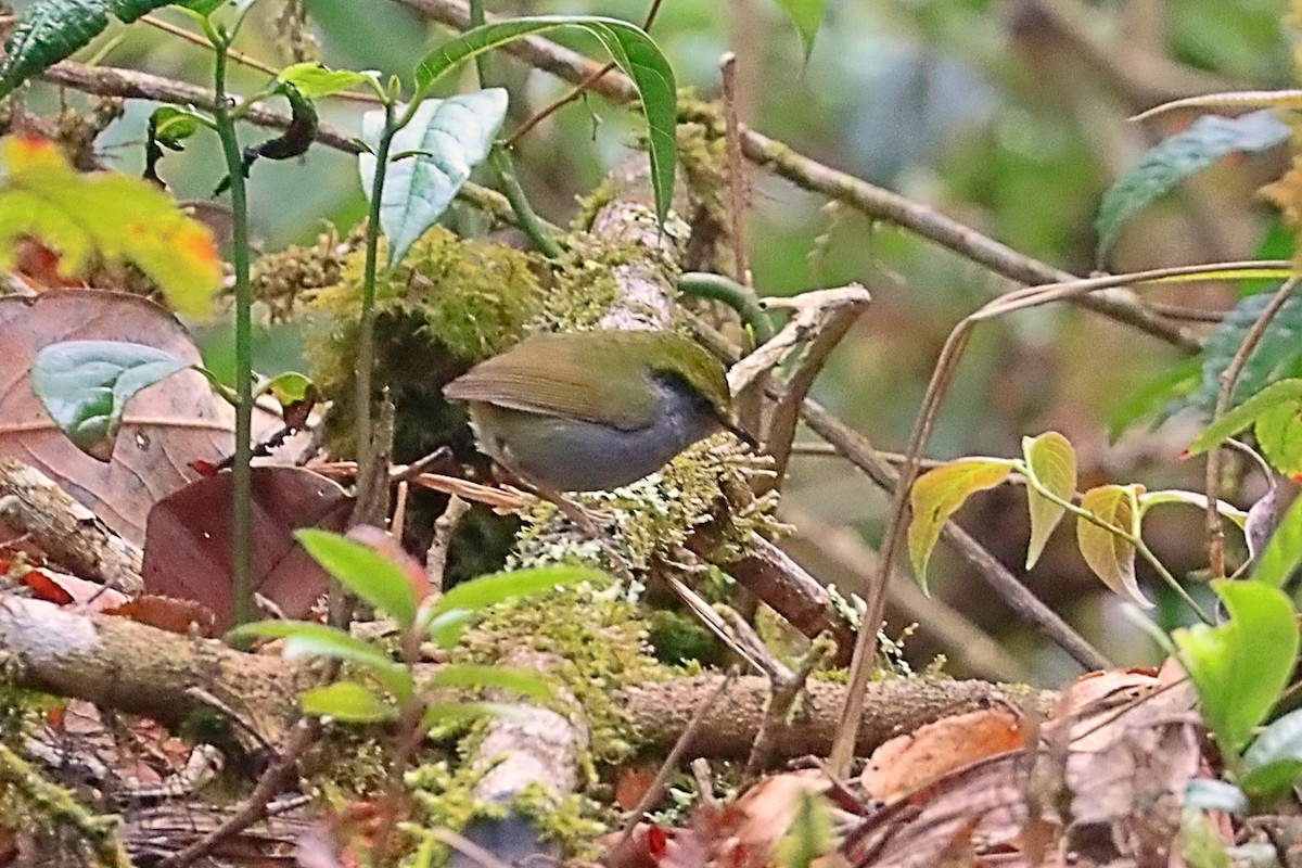 Gray-bellied Tesia - ML635172137