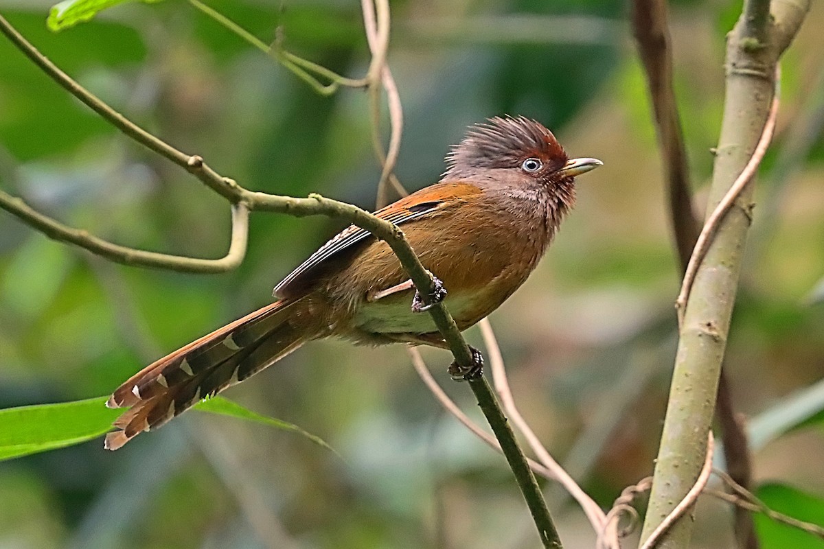 Rusty-fronted Barwing - ML635172172