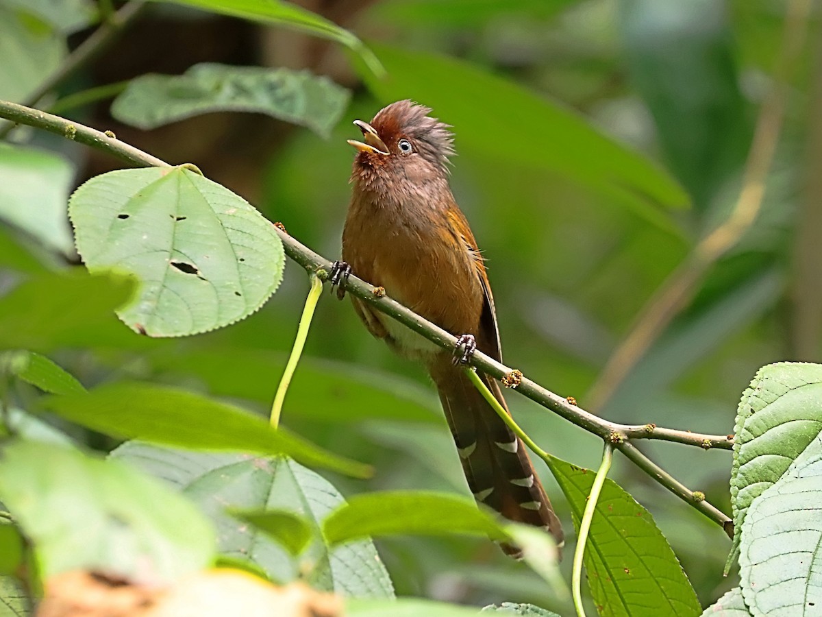 Rusty-fronted Barwing - ML635172173