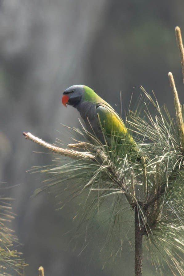 Derbyan Parakeet - ML635172211