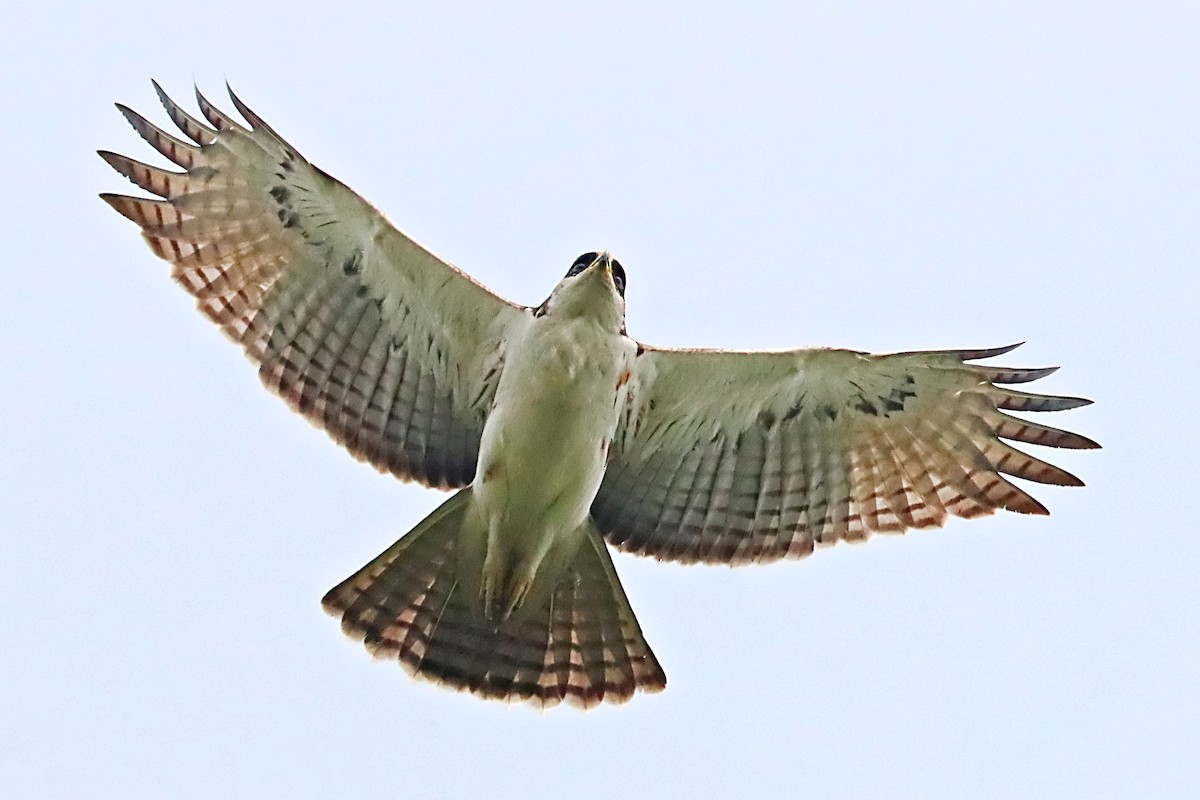 orel rezavobřichý - ML635172224