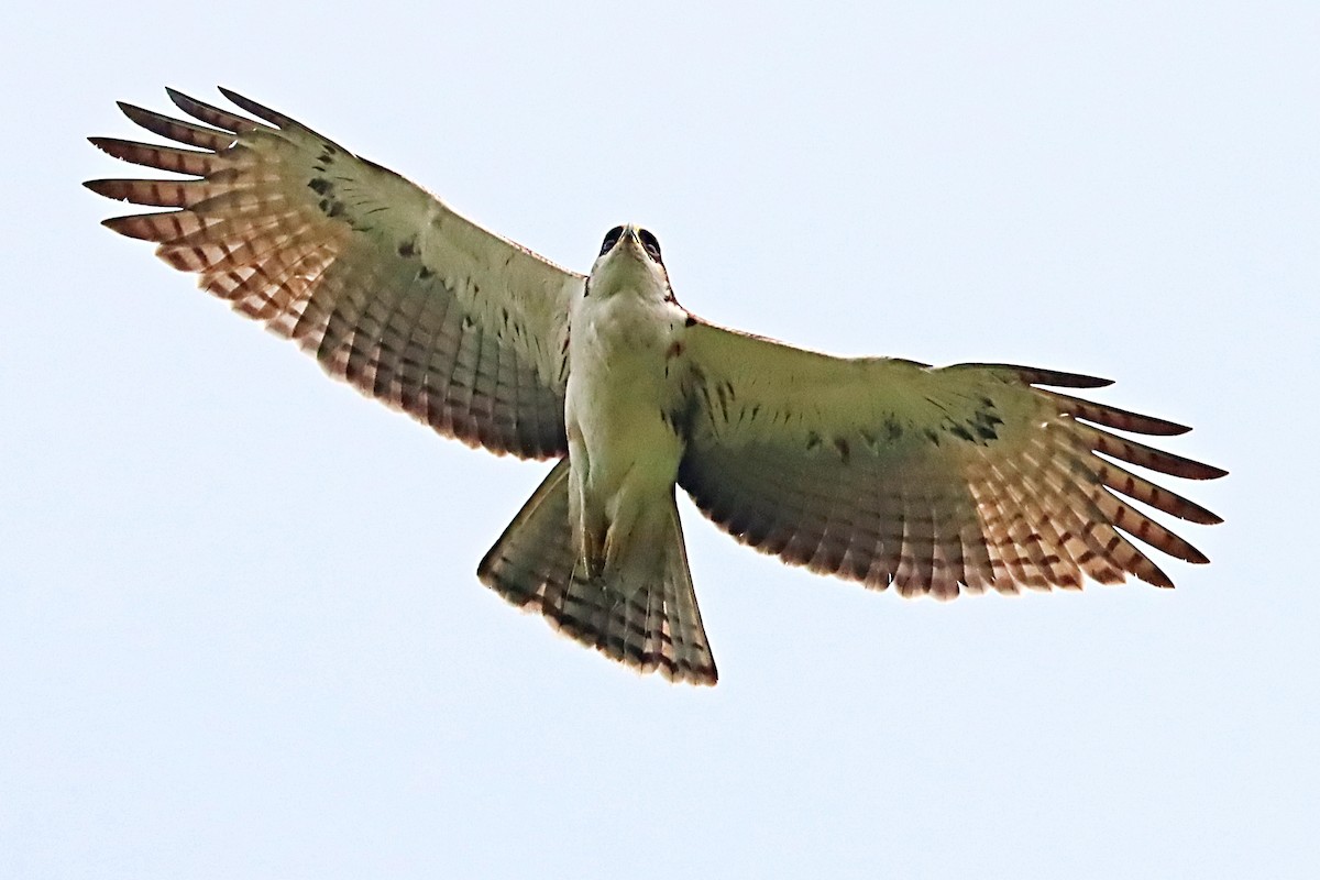 orel rezavobřichý - ML635172227