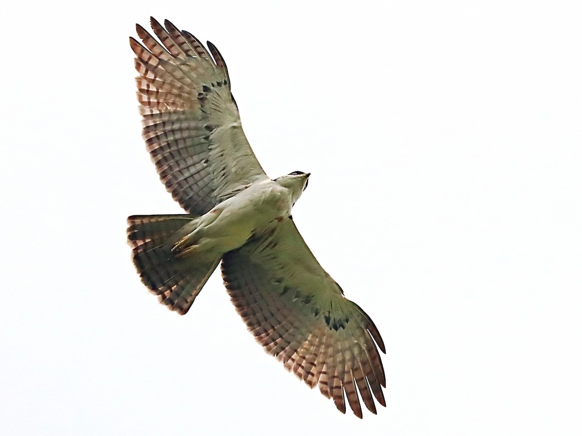 orel rezavobřichý - ML635172229