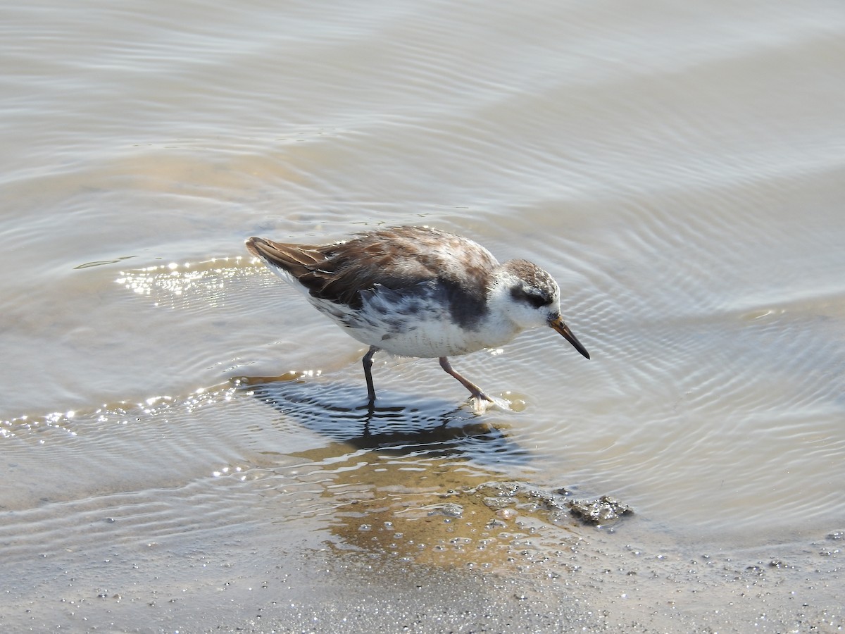 Улаан сэлээхэй - ML635172233