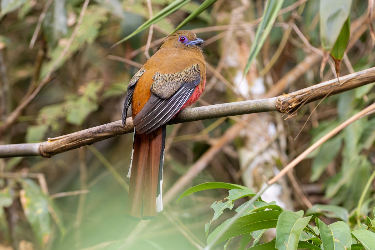 Red-headed Trogon - ML635172246