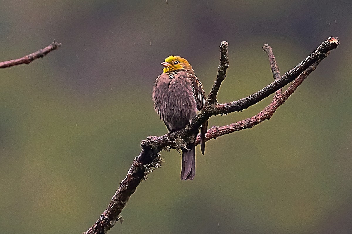 medozvěstka himálajská - ML635172257