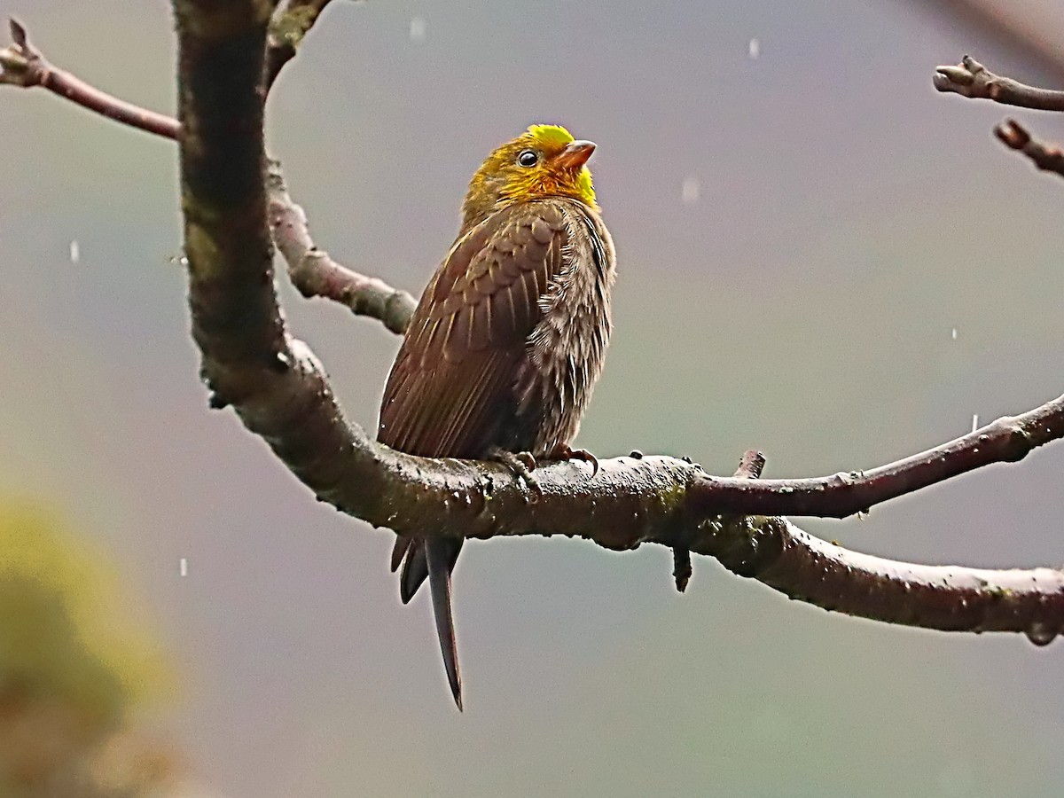 medozvěstka himálajská - ML635172261