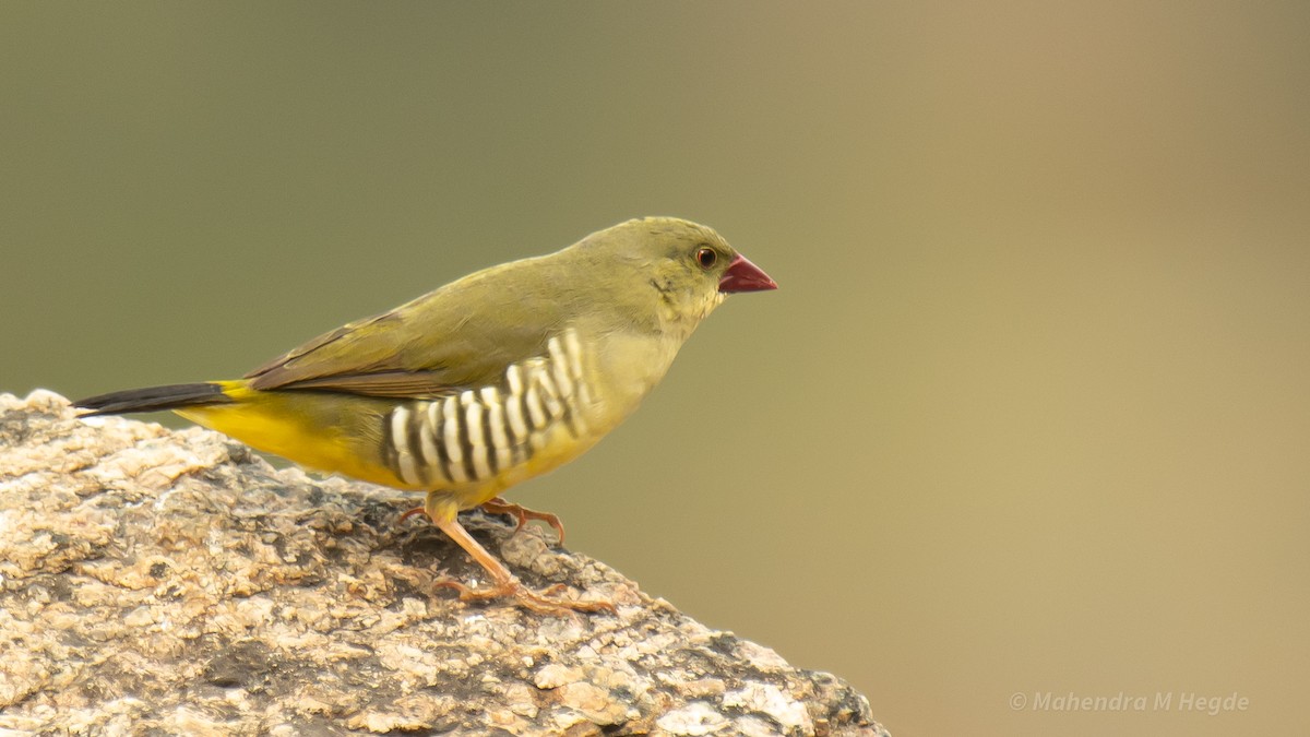 Green Avadavat - ML635172263