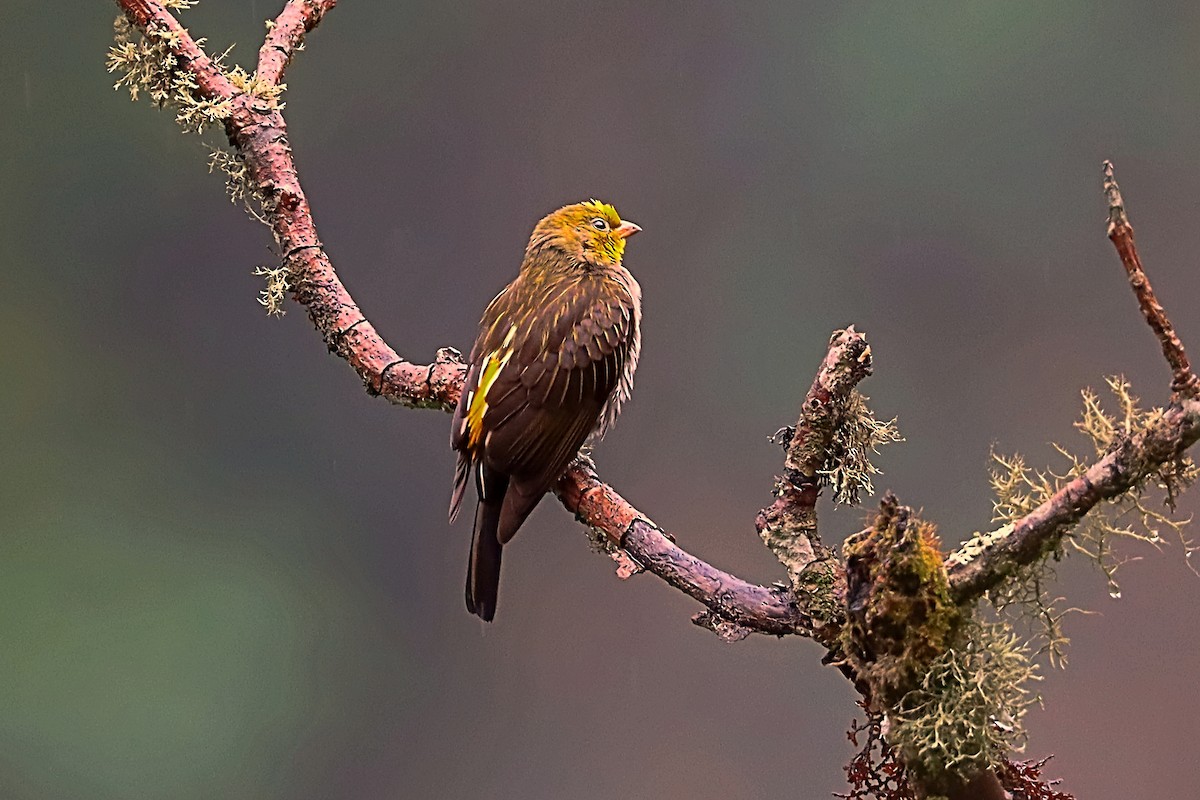 medozvěstka himálajská - ML635172264